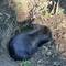 Wombat