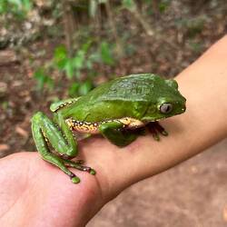 Kambo-Frosch