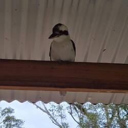 Kookaburra
