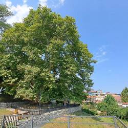 900 Jahre alte Platane