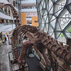 Et un Mamenchisaurus hochuanensi de 4 étages !