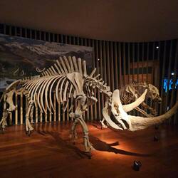 Musée d'histoire naturelle avec ses squelettes de Rhinocéros laineux