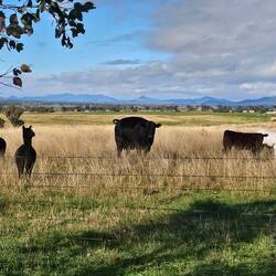 They get along well apparently