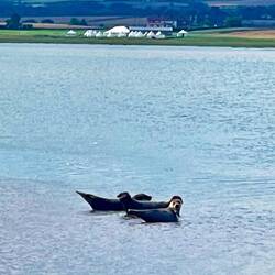 Who you looking at 🦭