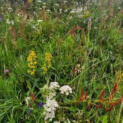 Überall Wildblumen. Herrlich