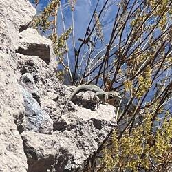 Eine Echse sonnt sich