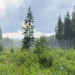 Es hat insgesamt dreimal angefangen zu regnen...