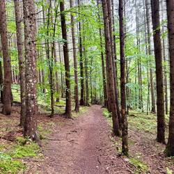 Der Abstieg nach Lunca Ilvei führte grösstenteils durch den Wald.