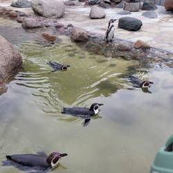 Pinguine im öffentlichen Mini-Zoo