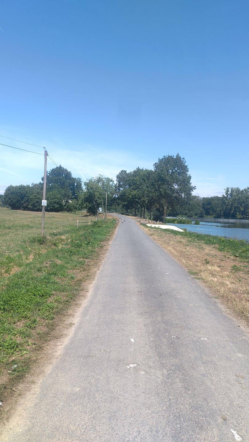 Je suis passé a travers un troupeau d'oies, je faisais pas la maligne