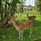 Une biche !! (Arthur ne veut pas qu'on mette la photo du coq iroquois qui était avec la biche...)