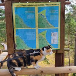 Leni hat gerade erfahren, dass es Kap Kolka vor 7000 Jahren noch nicht gab.