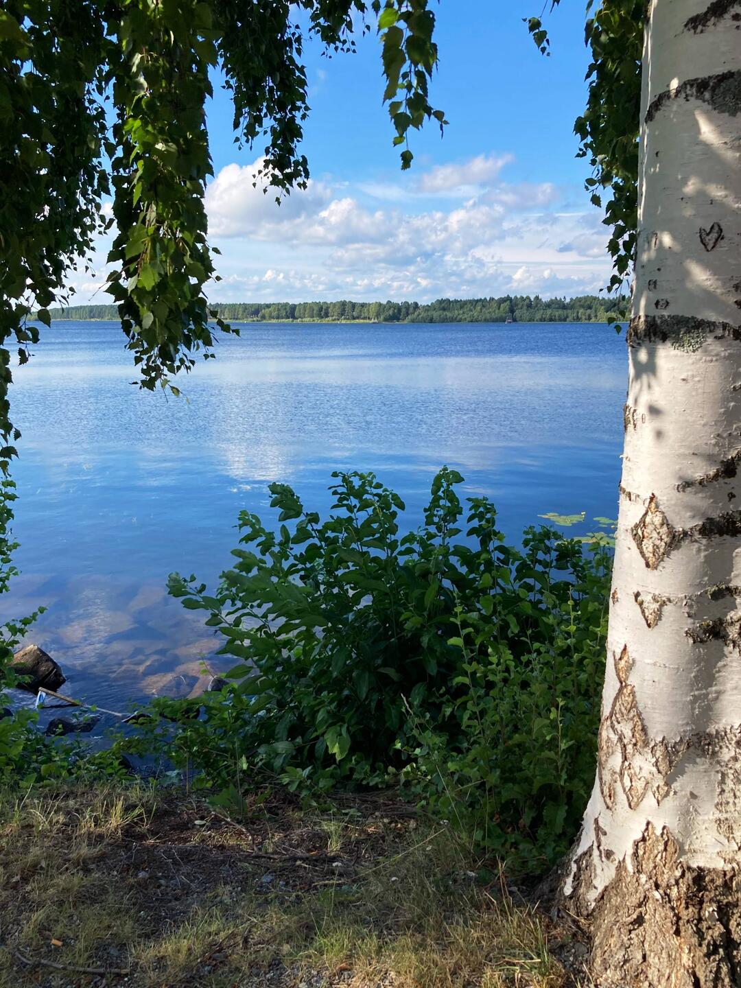 Birken sind hier die praktisch einzigen natürlich wachsenden Laubbäume