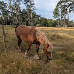 Zum Ausgleich gibt es auch mal Pferde-Bilder