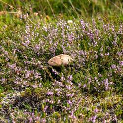 Birkenpilz mit Heide