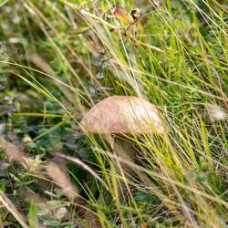 Birkenpilze ohne Ende...