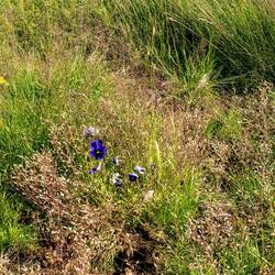 Also mit Stiefmütterchen hätten wir hier nicht gerechnet