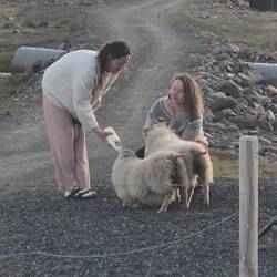 Highlight des Abends - Fütterung der Raubtiere 🤣