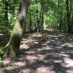 Schattiger Buchenwald
