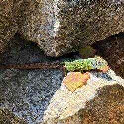 An Iberian emerald lizard. So pretty!