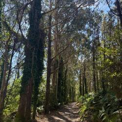 Love love love the pine smell