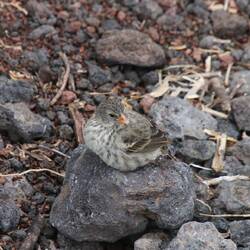 Small Ground-Finch (female)