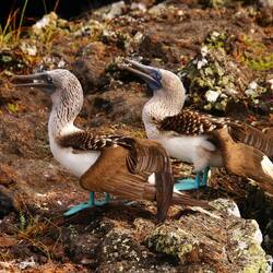 Blue-footed Booby