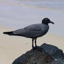 Lava Gull