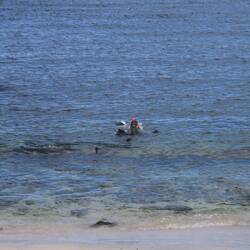 Ja die Schildkröten waren wirklich nur ca. 3-4 Meter vom Strand, am schwimmen.