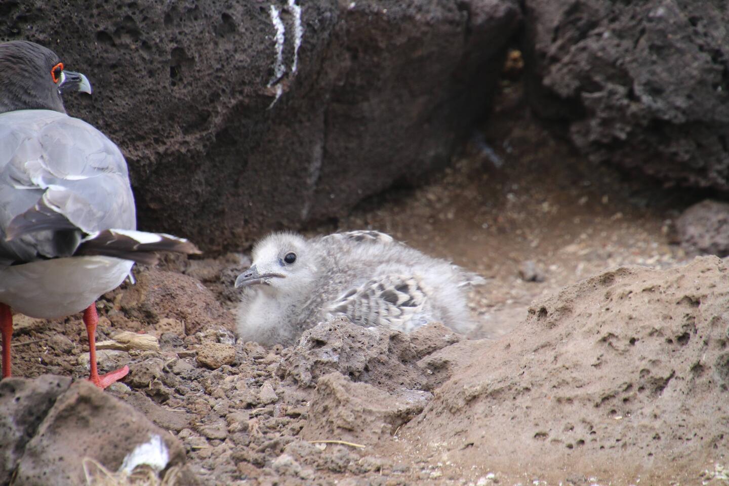 Swallow-tailed Gull (juvenile)