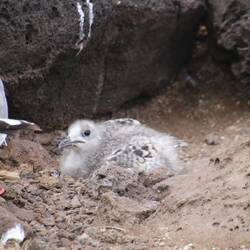 Swallow-tailed Gull (juvenile)