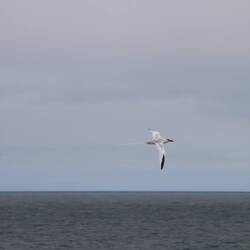 Red-billed Tropicbird