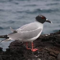 Swallow-tailed Gull