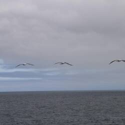 Blue-footed Booby