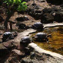 ca. 7 Jahre alte Domed tortoise
