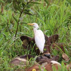 Western Cattle-Egret