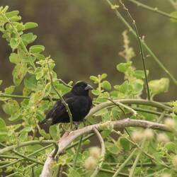 Small Ground-Finch (male)