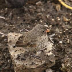 Small Ground-Finch (female)
