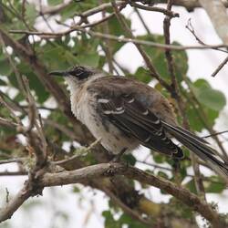 Galapagos Mockingbird