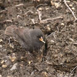 Small Ground-Finch