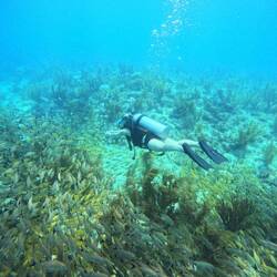Tauchen: ein Muss auf Providencia 🤿