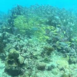 Im Fischschwarm mitschwimmen 🏊‍♀️