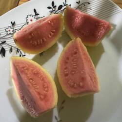 Guave aus dem Garten 😋