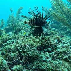 Feuerfisch/ lionfish