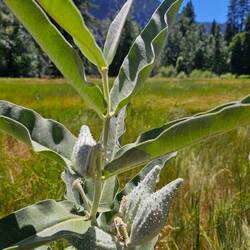 Seidenpflanze (milkweed)