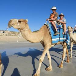 Camel ride on Cable