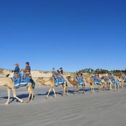 We are the 7th camel