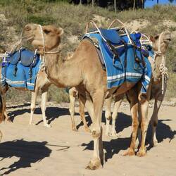 This was our camel