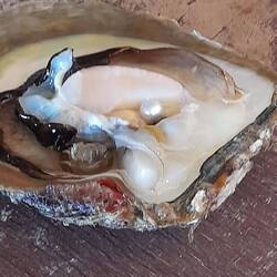 The pearl from the oyster opened - valued @ $600