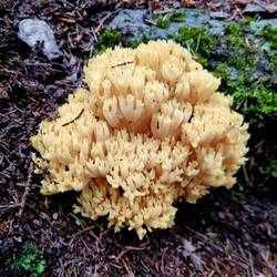 Ein schöner Korallenpilz!